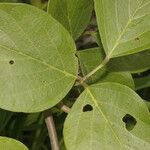 Canavalia rosea Leaf