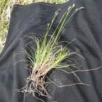 Carex alba Habit