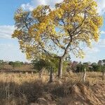 Tabebuia aureaFlor