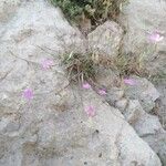 Dianthus graniticus Costuma