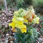 Antirrhinum majusFlower