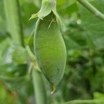 Lathyrus oleraceus Φρούτο