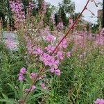 Epilobium angustifoliumFlors