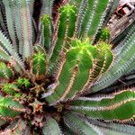 Euphorbia avasmontana Feuille