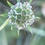 Scabiosa columbaria Fruit