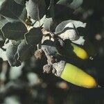 Quercus rotundifolia Fruit