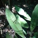Aspidosperma desmanthum Hoja