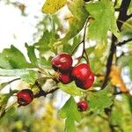 Crataegus rhipidophylla Owoc