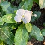 Catharanthus roseus Цветок