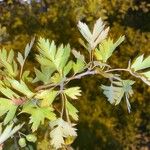 Crataegus marshallii Leaf