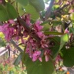 Cercis canadensisफूल