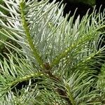 Abies alba Лист