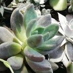 Pachyphytum kimnachii Leaf