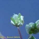 Radiola linoides Frukto