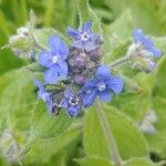 Pentaglottis sempervirens Flower