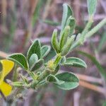 Crotalaria deserticola Blatt