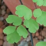 Adiantum raddianum Leaf