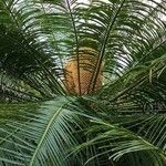 Cycas pectinata برگ