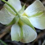 Calochortus leichtlinii Flower