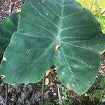 Alocasia odora Liść