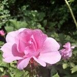 Rosa × damascena Flor