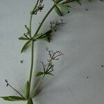 Rubia tinctorum পাতা