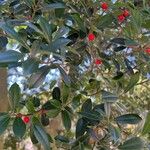 Ilex cassine Blatt