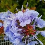 Plumbago auriculata Kwiat