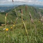 Carex vaginata Plante entière