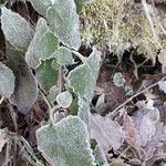 Campanula trachelium Leaf