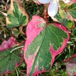 Houttuynia cordata Leaf