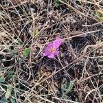 Colchicum montanumFlower