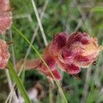 Orobanche alba Floare