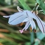 Asphodelus ayardii Blüte