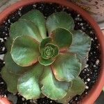 Echeveria australis Leaf