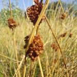 Juncus conglomeratusFlower