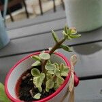 Portulacaria afra Hoja