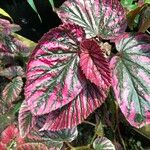 Begonia brevirimosa Leaf