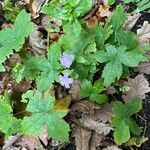 Geranium nodosumFlor