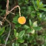 Arbutus unedoFruit