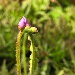Drosera capensis फूल