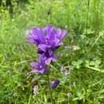 Campanula glomerata Flor