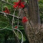 Erythrina rubrinervia आदत