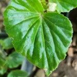 Begonia hirtella Blad