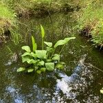 Alisma plantago-aquatica Alkat (teljes növény)