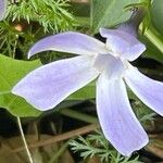 Vinca difformis Flor