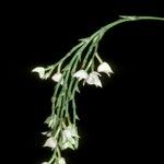 Polystachya bennettiana Flor