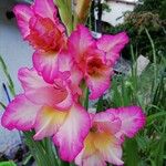 Gladiolus × hybridus Flower