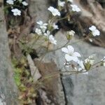 Saxifraga corsica ফুল