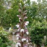 Acanthus spinosusBlomst